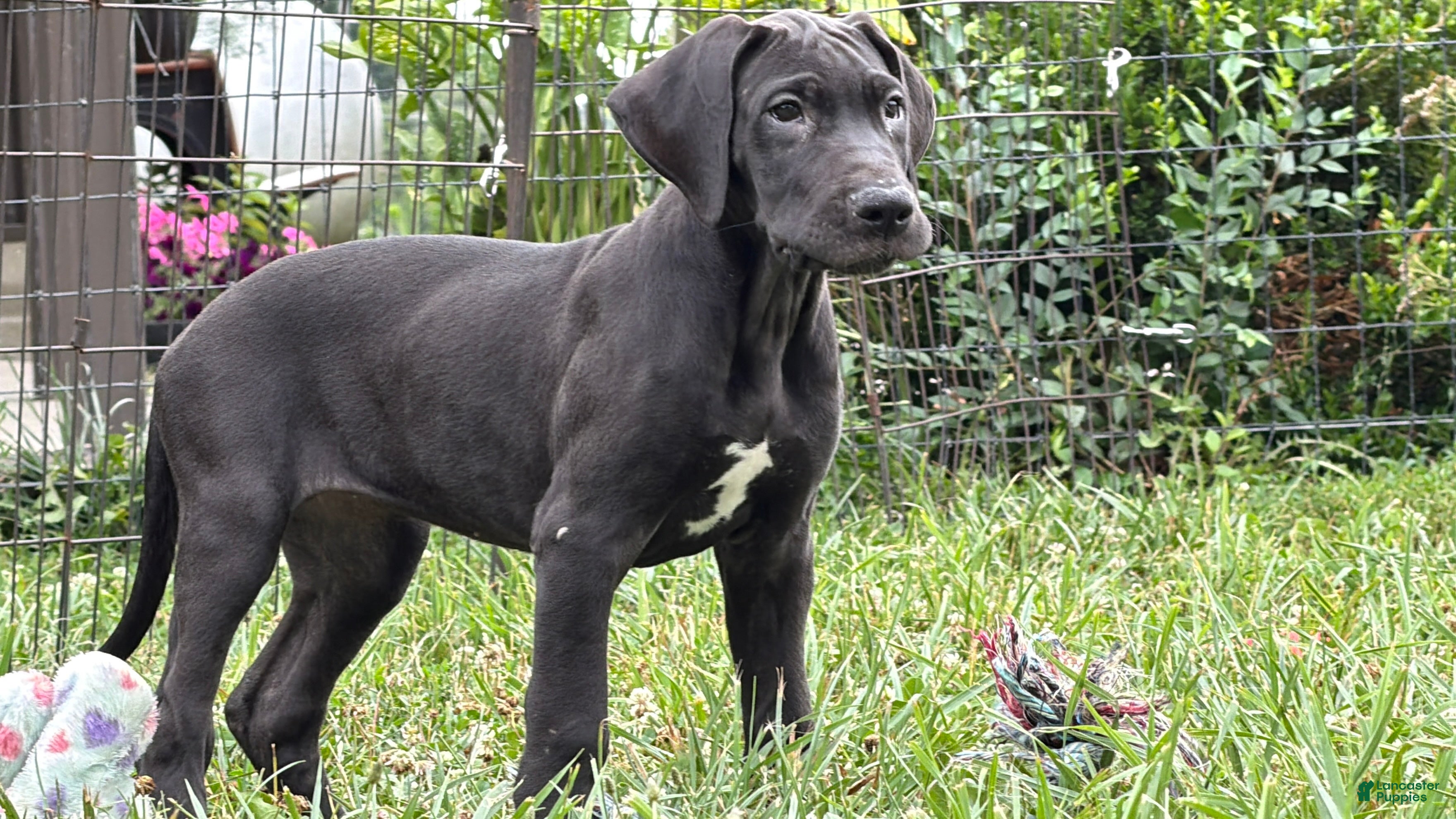 Great Dane dogs Pam Great Dane  - Ad 2