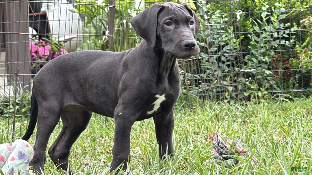 Great Dane dogs for sale: Pam Great Dane  - Ad 2