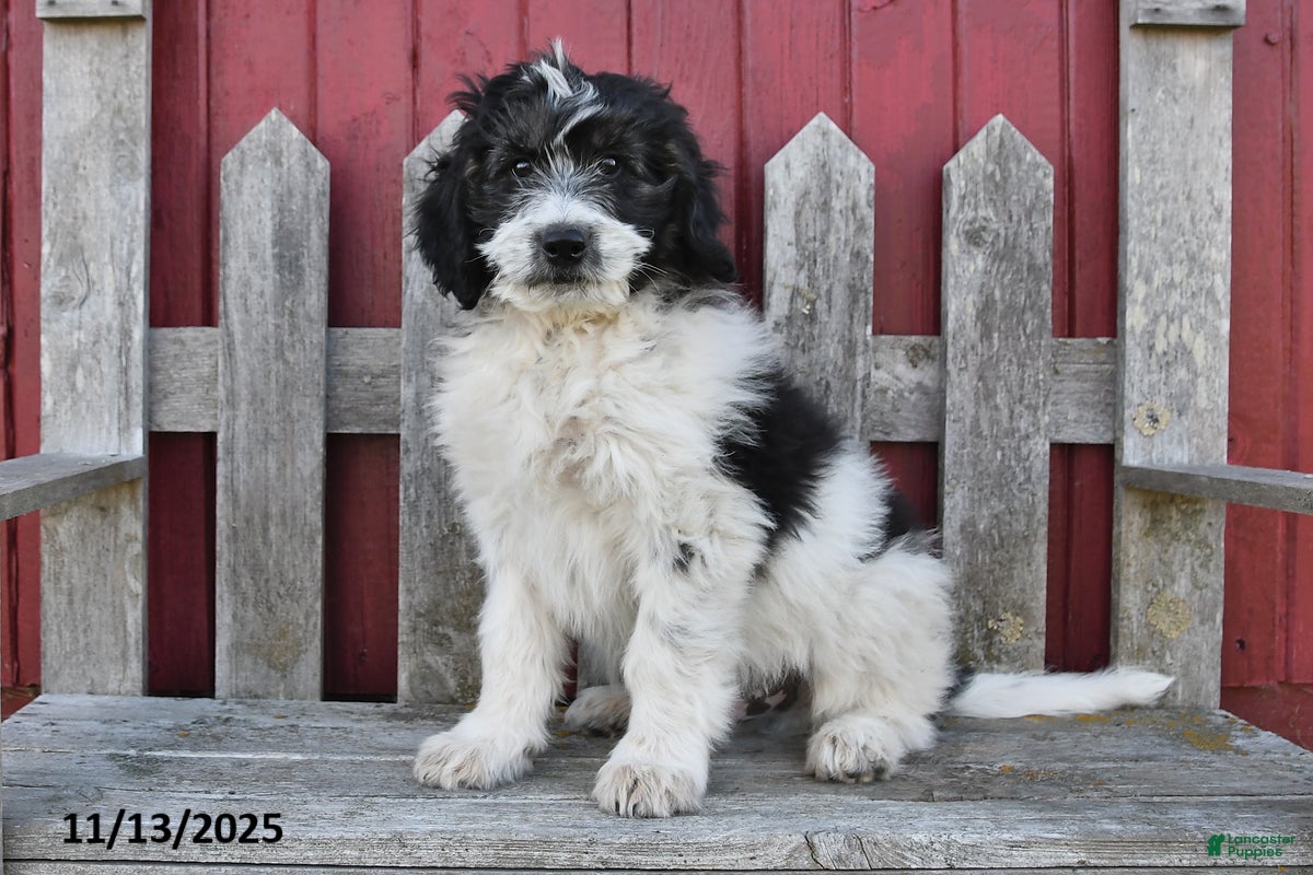 Bernedoodle dogs Max - Ad 8
