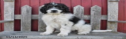 Bernedoodle dogs for sale: Max - Ad 1