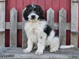 Bernedoodle dogs Max - Ad 22