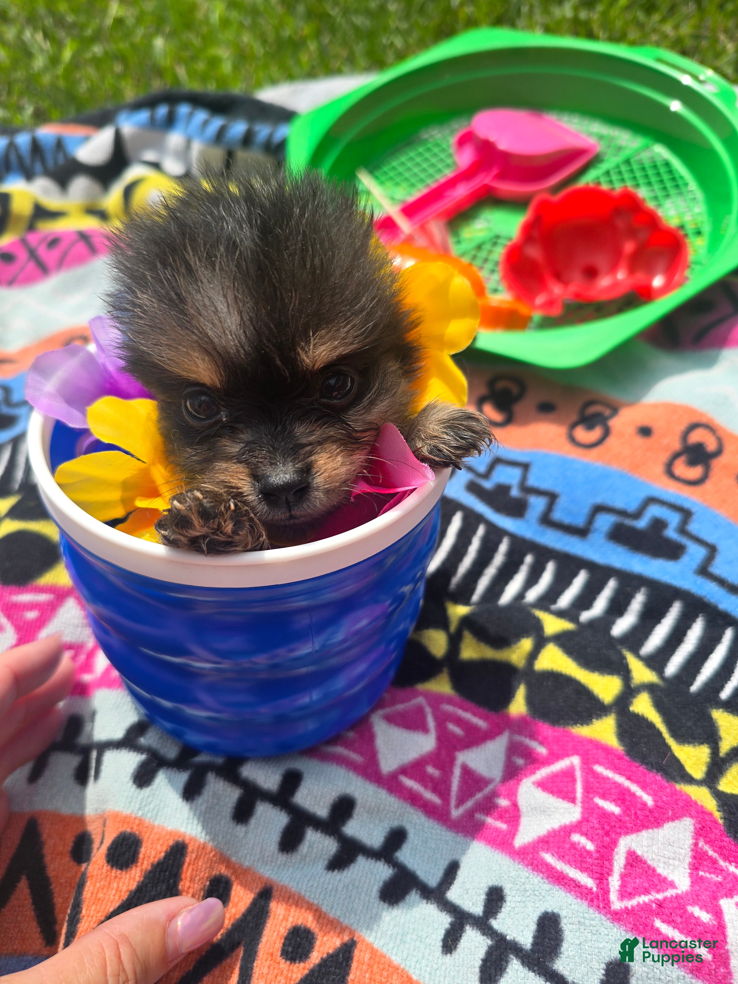 Pomeranian dogs Pomeranian Puppy 2 - Ad 31