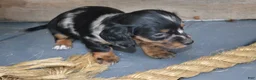 Dachshund dogs for sale: Tasha - Ad 4