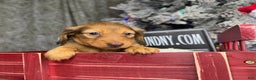 Miniature Dachshund dogs for sale: Green eyes- South african - Ad 12