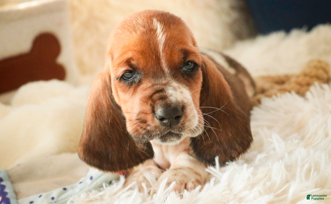 Basset Hound dogs for sale: Atticus - Ad 2