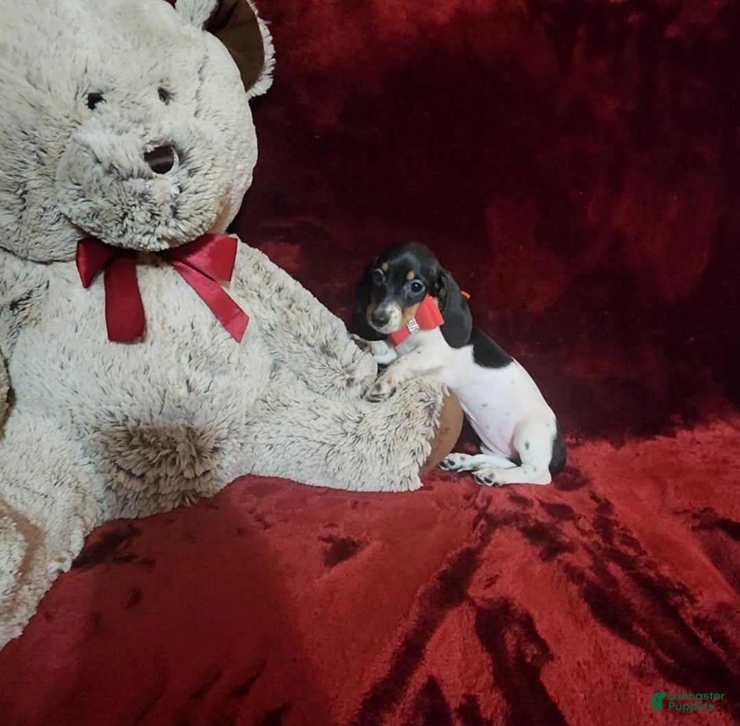 Miniature Dachshund dogs for sale: CHEYENNE - Ad 4