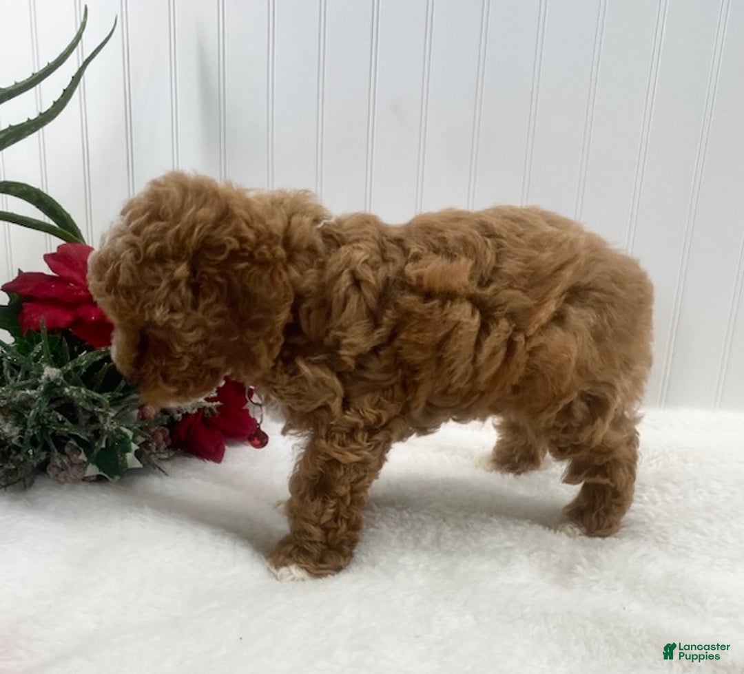Toy Poodle dogs for sale: Conrad - Ad 3