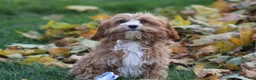 Cavapoo dogs for sale: Silas - Ad 4