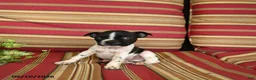 Boston Terrier dogs for sale: James   - Ad 5