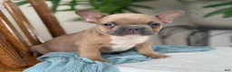 French Bulldog dogs for sale: Wilder - Ad 7