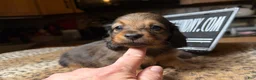 Miniature Dachshund dogs for sale: Lh Shaded red - Ad 2