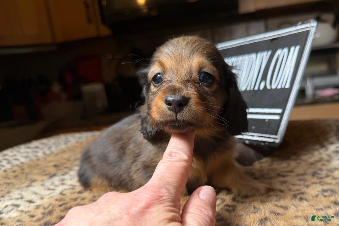 Miniature Dachshund dogs for sale: Lh Shaded red - Ad 2