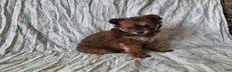 Pomapoo dogs for sale: Latte - Ad 4