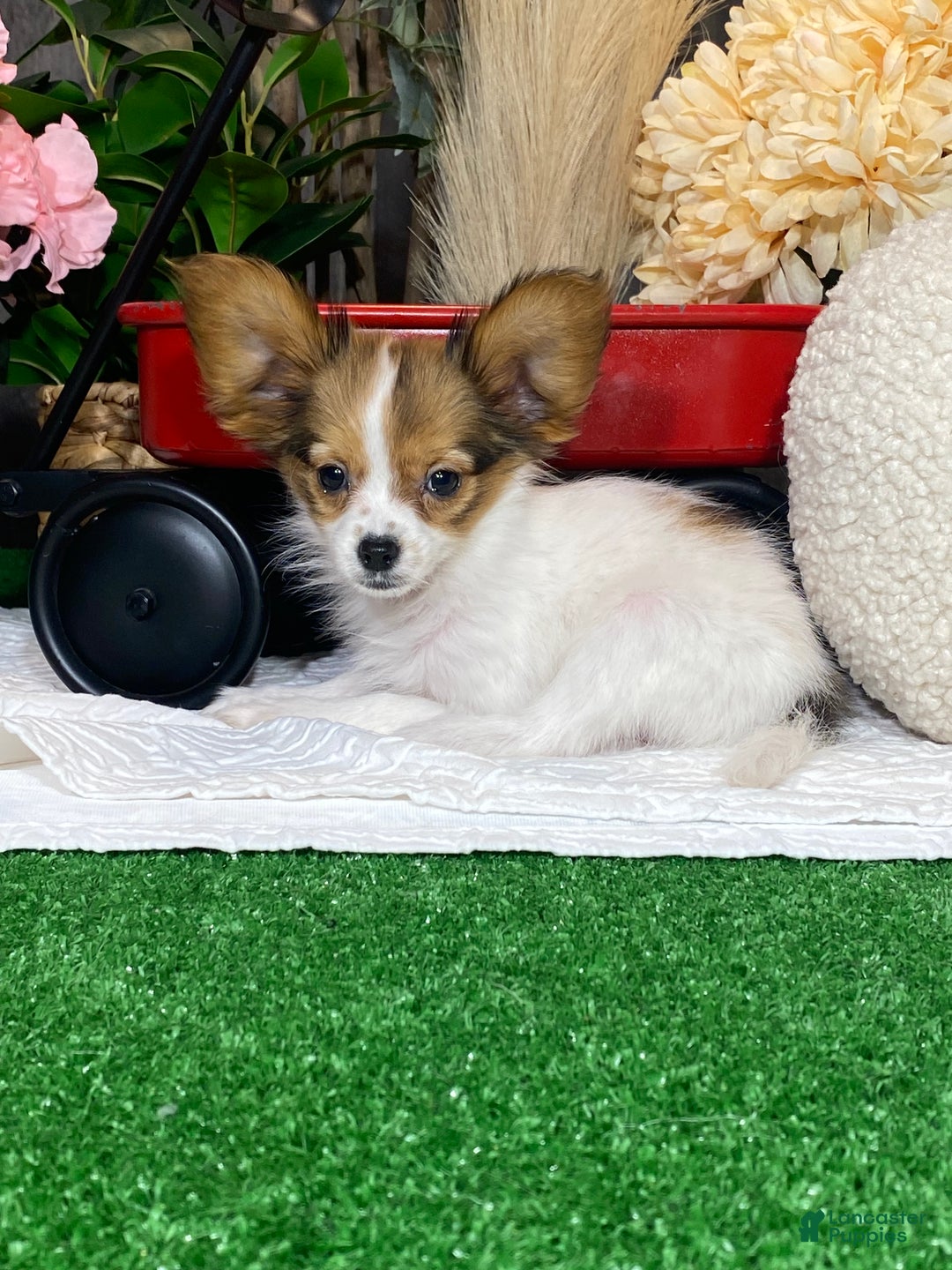 Papillon dogs for sale: Riane - Ad 5