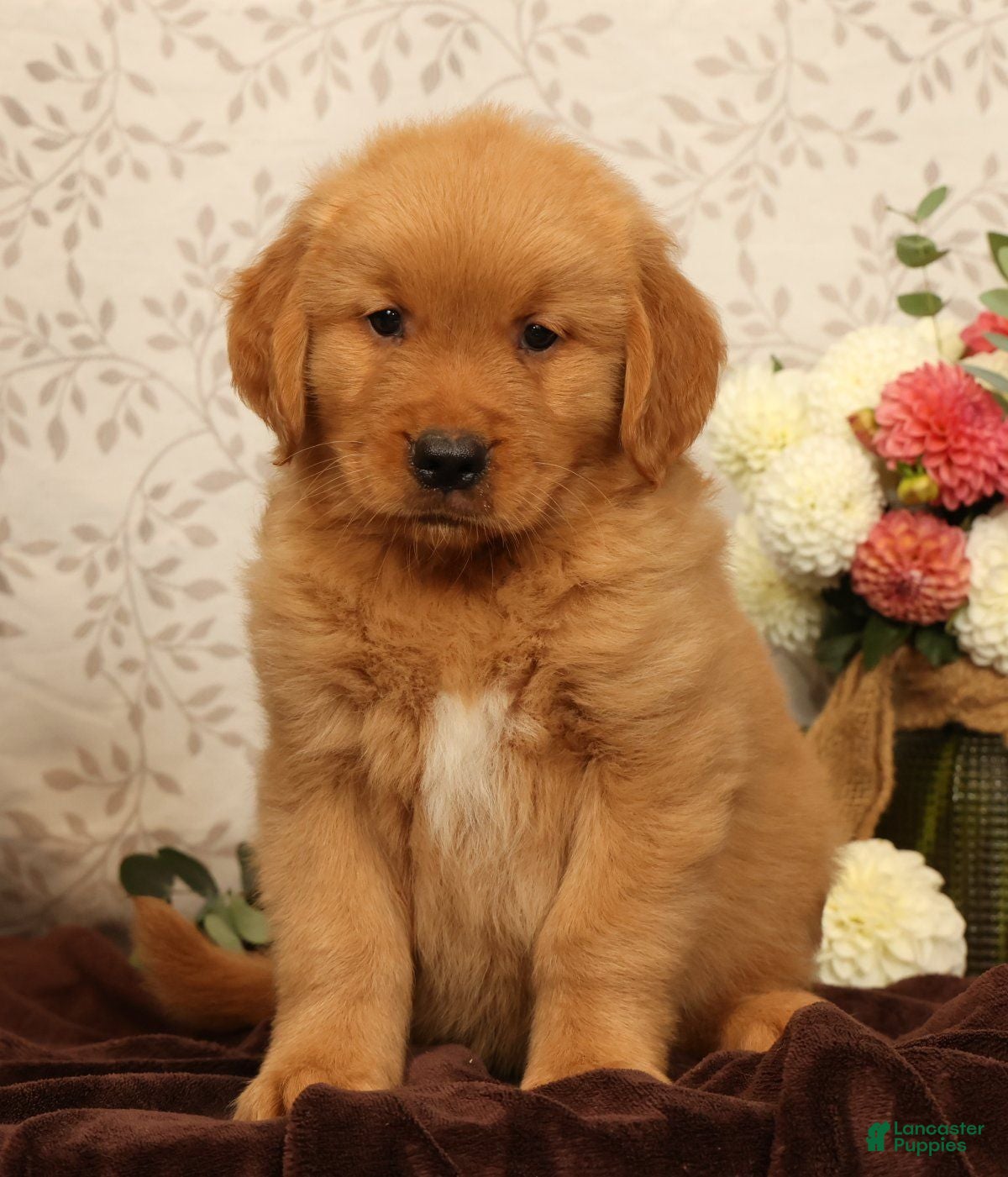 Golden Retriever dogs Hosea - Ad 2