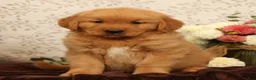 Golden Retriever dogs for sale: Hosea - Ad 2