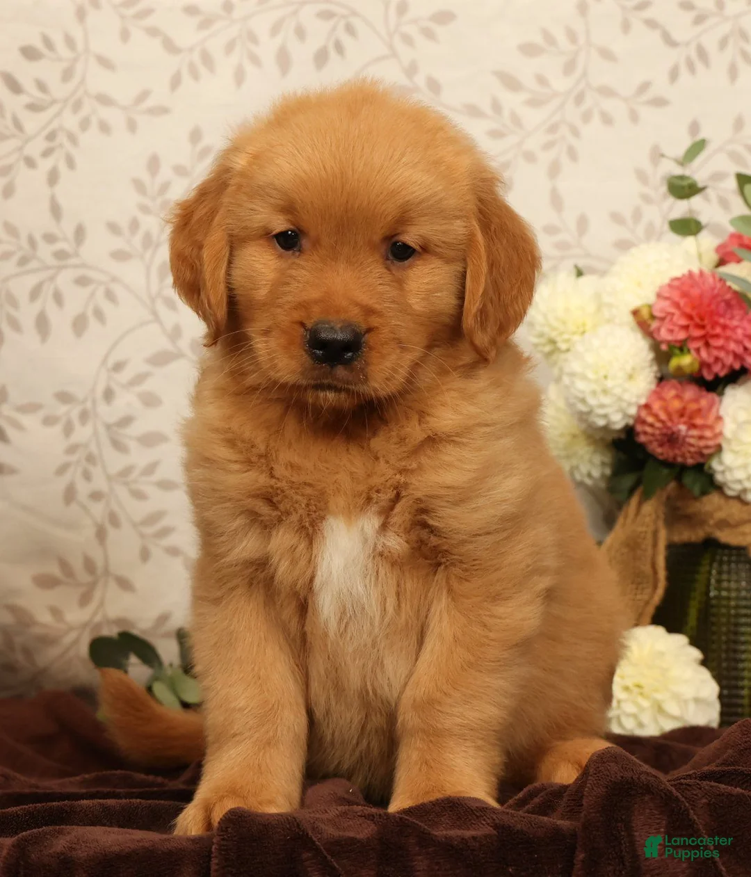 Golden Retriever dogs for sale: Hosea - Ad 2