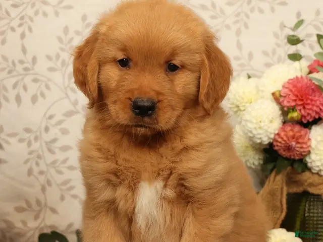 Golden Retriever dogs Hosea - Ad 2