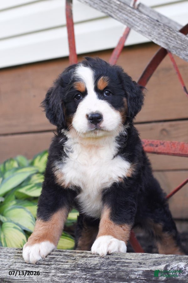Bernese Mountain Dog dogs Rosey - Ad 1