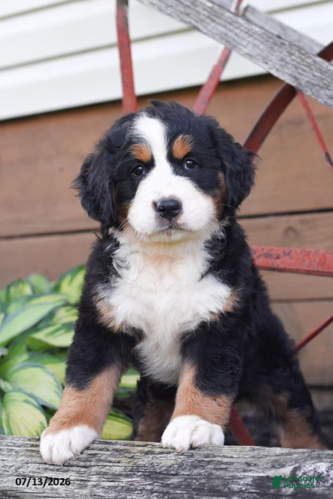 Bernese Mountain Dog dogs for sale: Rosey - Ad 1