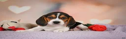 Beagle dogs for sale: OSCAR - Ad 6