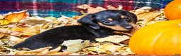Miniature Dachshund dogs for sale: Roger - Ad 8