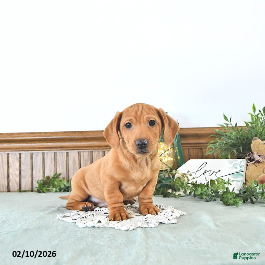 Miniature Dachshund dogs Bandit - Ad 1