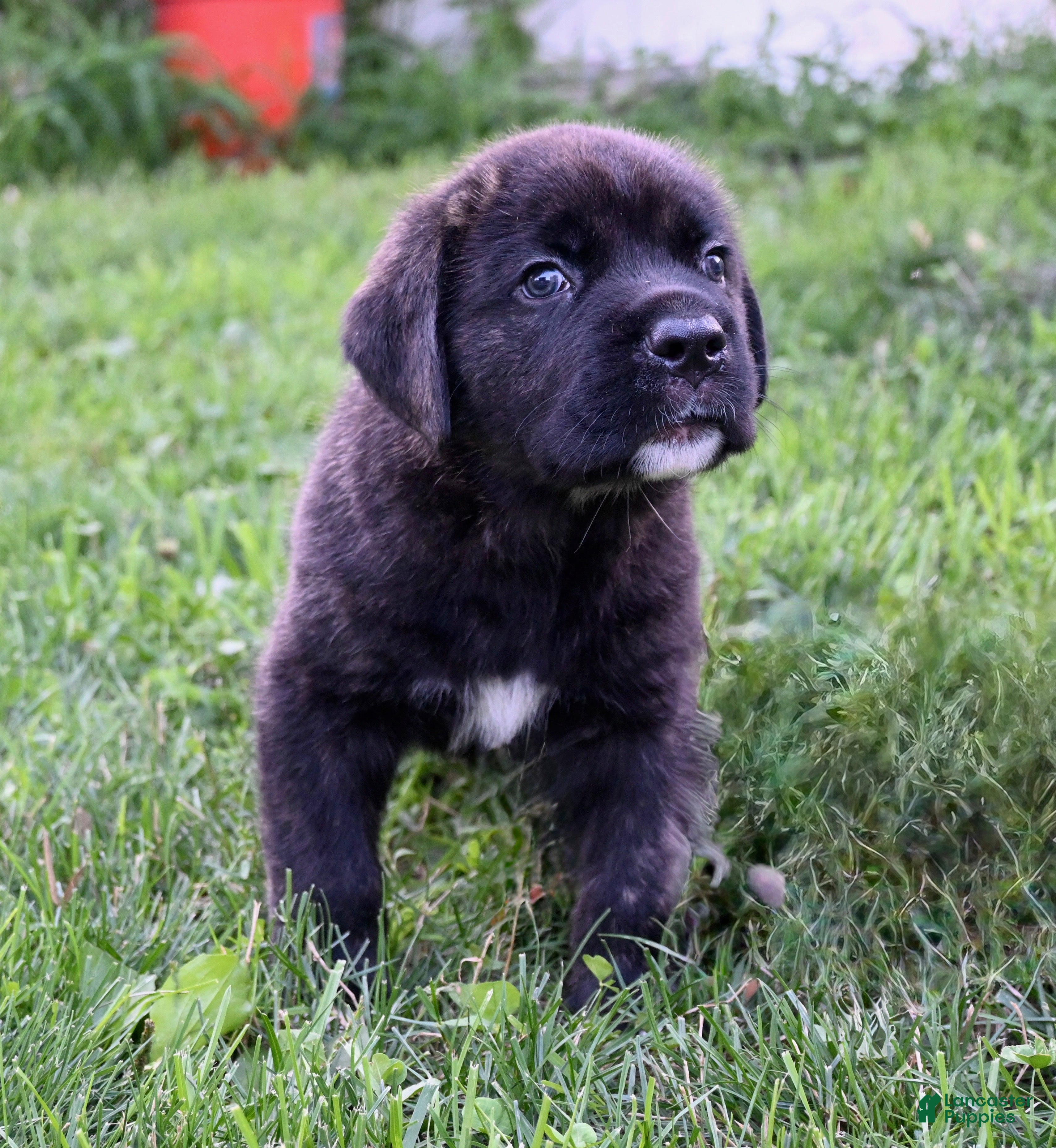 Cane Corso dogs Ezekiel  - Ad 1