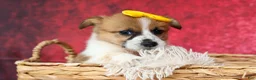 Welsh Corgi Pembroke dogs for sale: Ariel 💕 - Ad 16