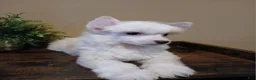 Chinese Crested dogs for sale: Milo - Ad 2