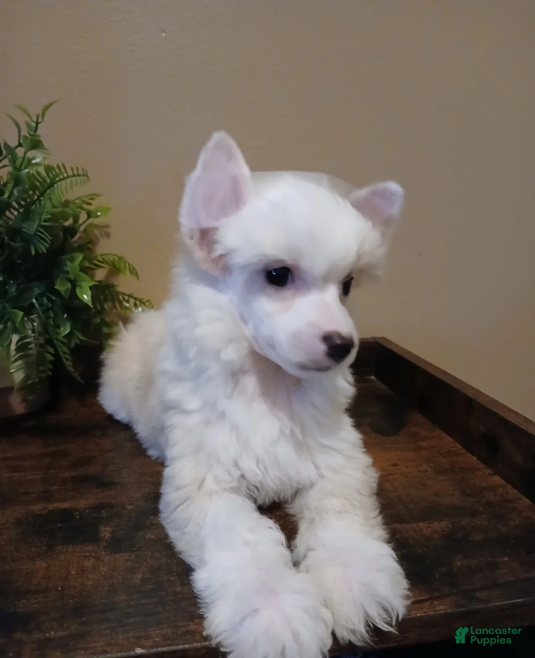 Chinese Crested dogs for sale: Milo - Ad 2
