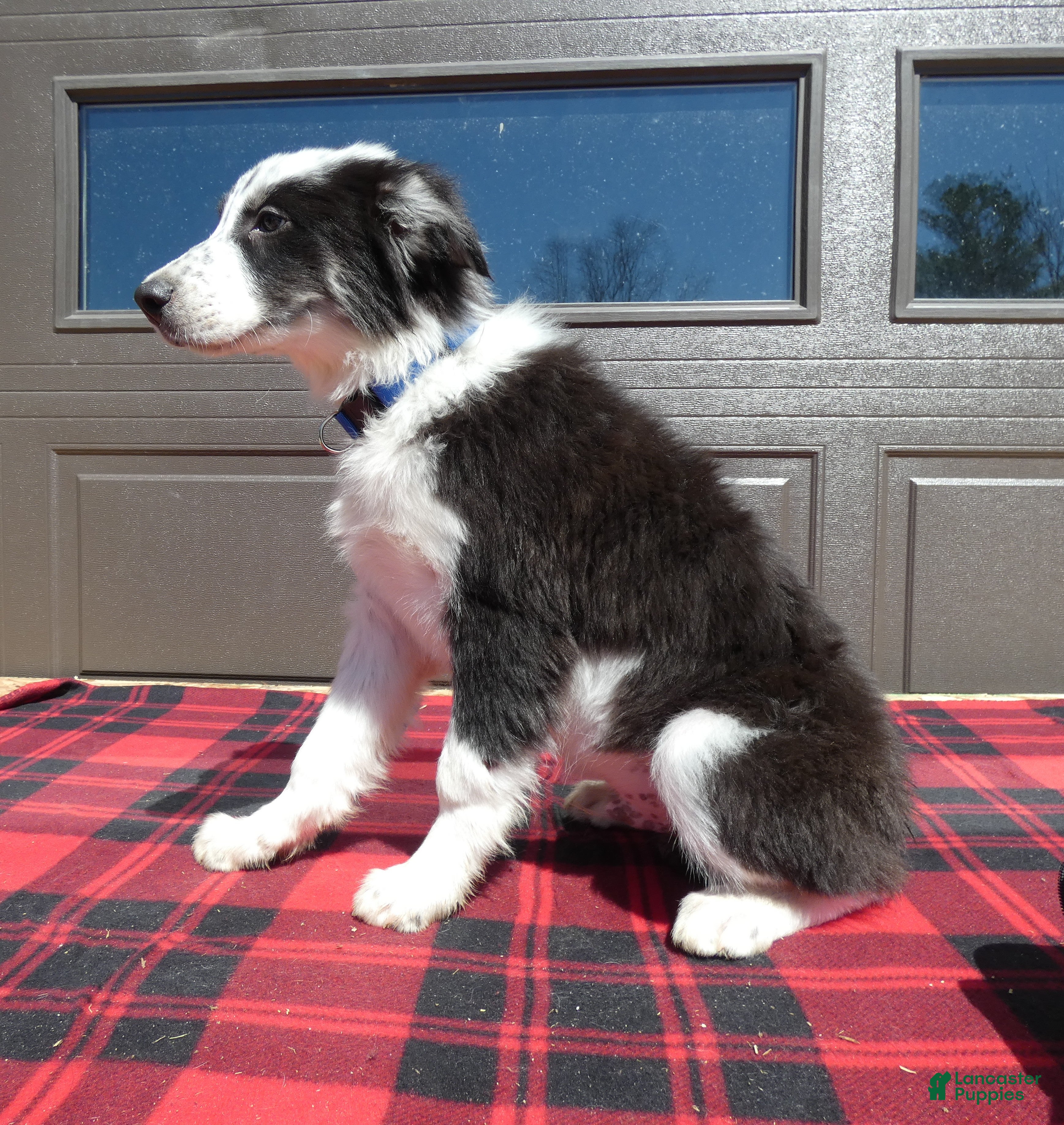 Mixed Breed dogs Australian Shepherd Puppy 6 Sparky - Ad 20