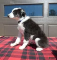 Australian Shepherd Puppy 6 Sparky
