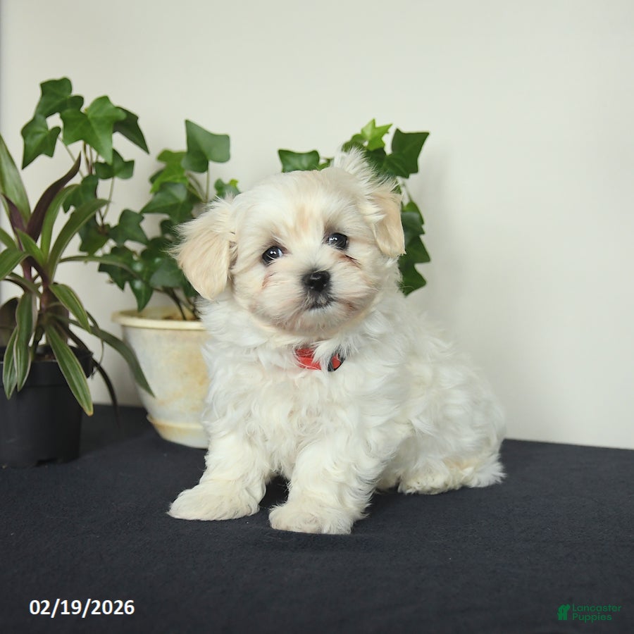 Maltese dogs Otter - Ad 1