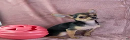 Chihuahua dogs for sale: Delilah - Ad 4