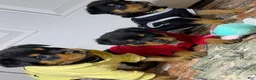 Rottweiler dogs for sale: Rottweiler 10 - Ad 9