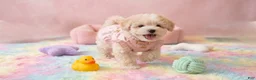 Maltipoo dogs for sale: CHANEL - Ad 3