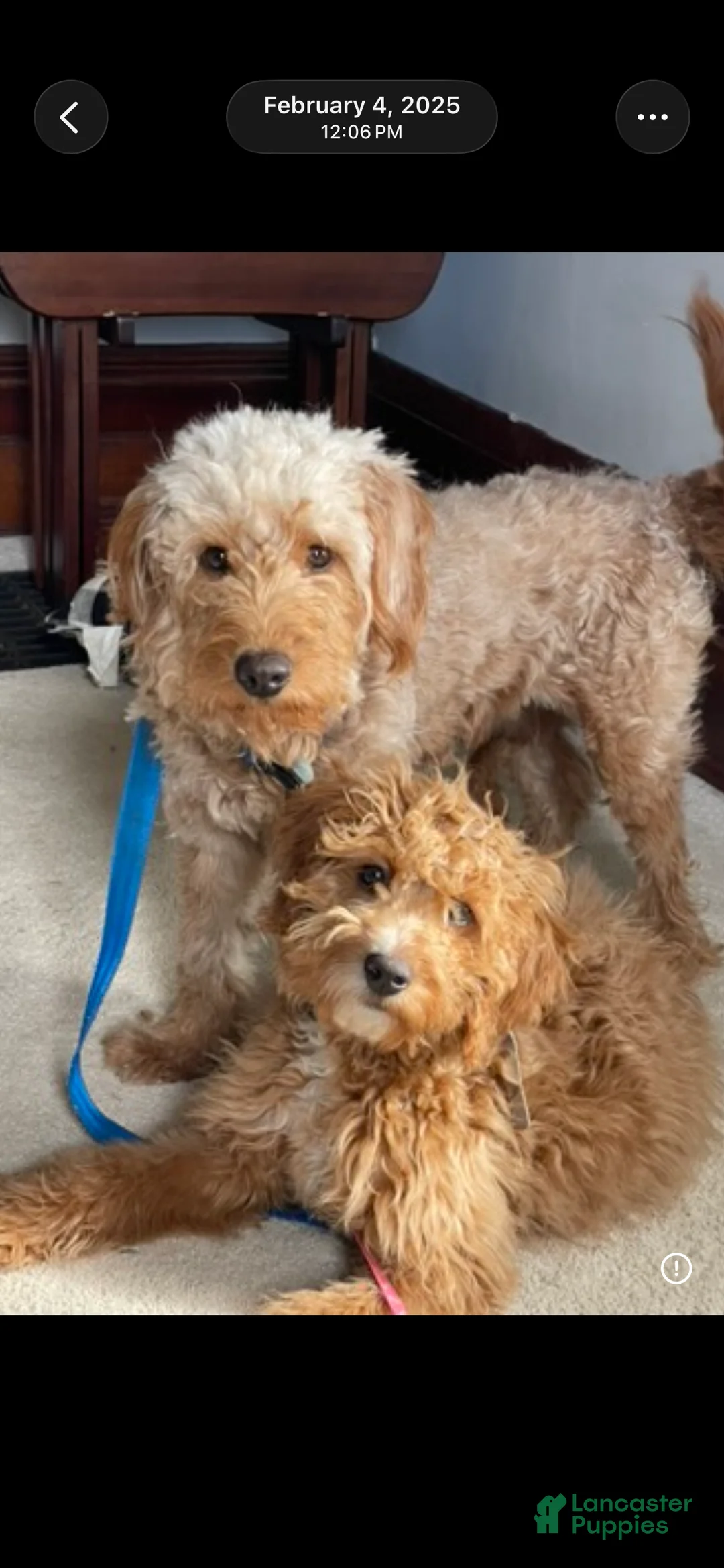 Mini Goldendoodle dogs for sale: Mini Goldendoodle Puppy 3 - Ad 3