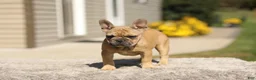 French Bulldog dogs for sale: Ocean – Fawn - Ad 7