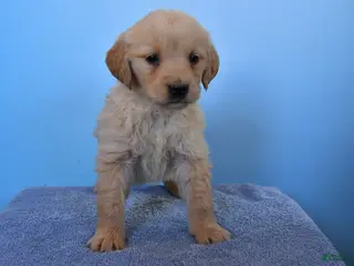 Golden Retriever dogs Oscar - Ad 8