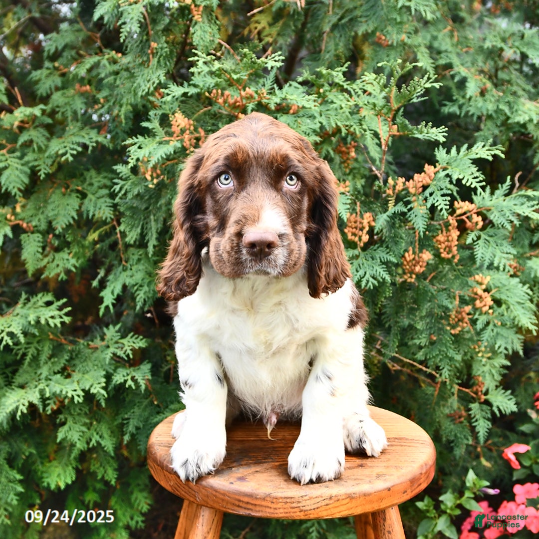 レノックス(スパニエル犬) Jewelled Springer Spaniels English Springer Spaniel Puppies for sale in New York | Lancaster