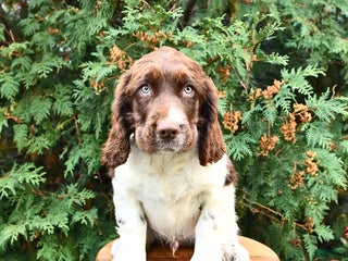 English Springer Spaniel dogs - Ad 10