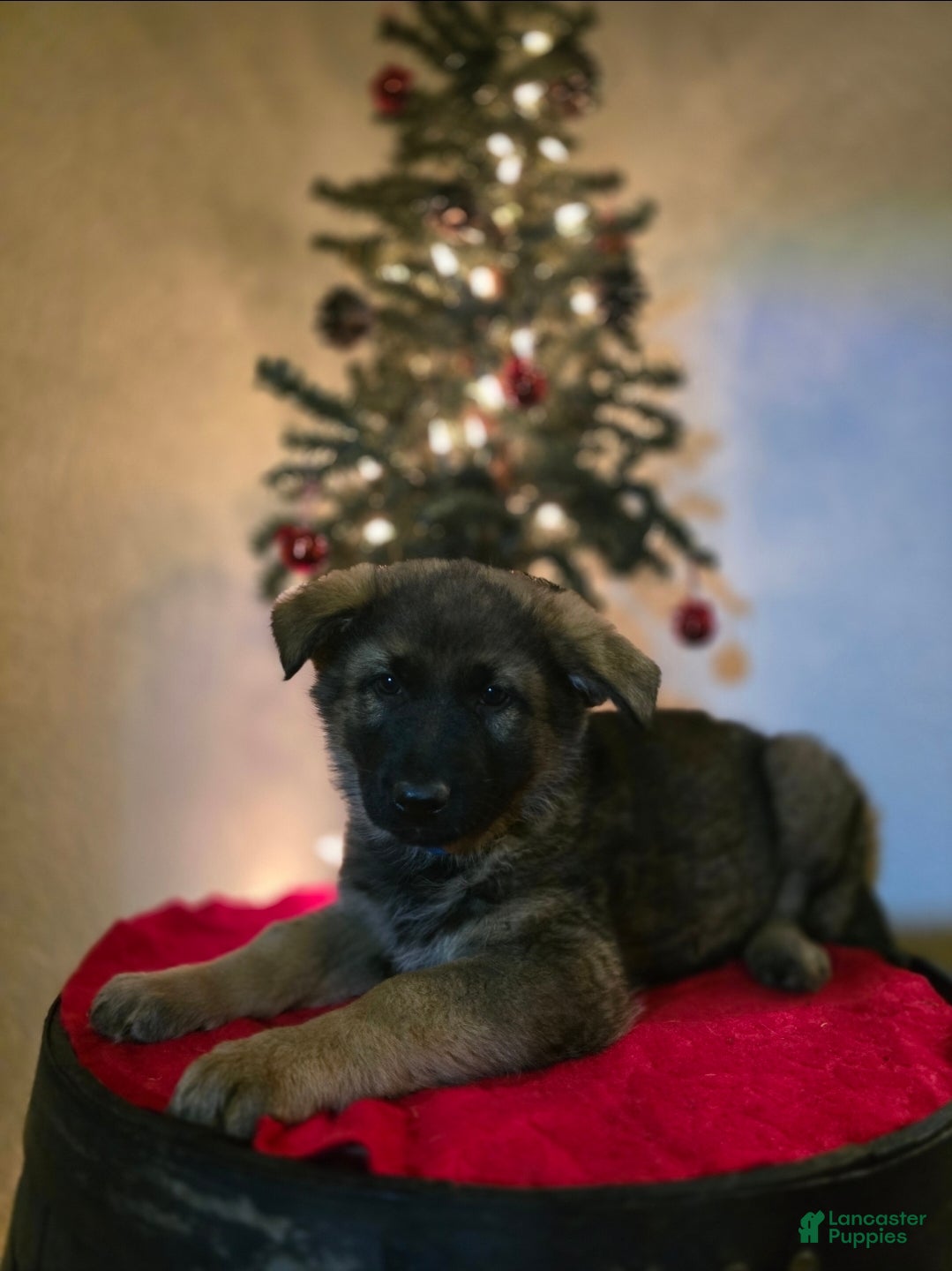 German Shepherd dogs Charlotte  - Ad 1