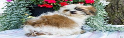 Shih Tzu dogs for sale: Jude - Ad 16