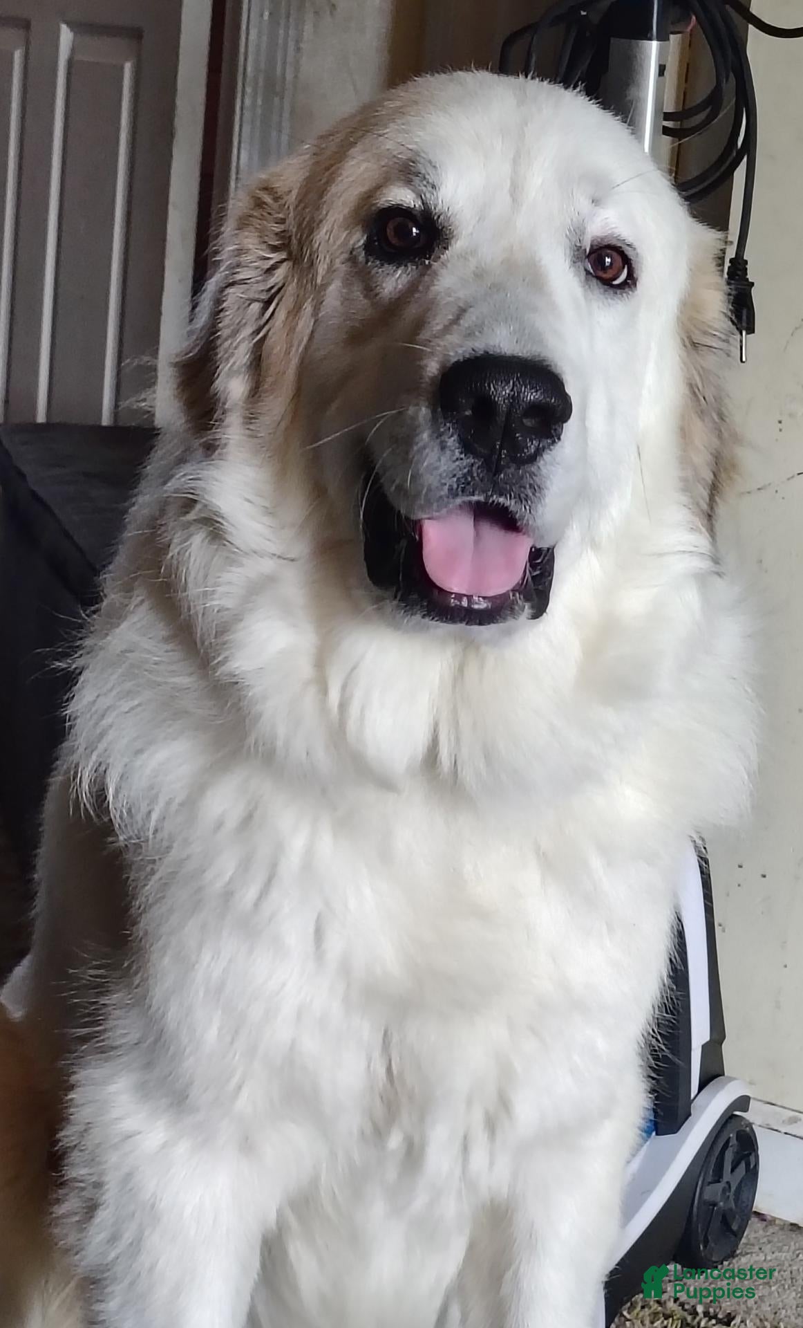 Great Pyrenees dogs Thor  - Ad 26