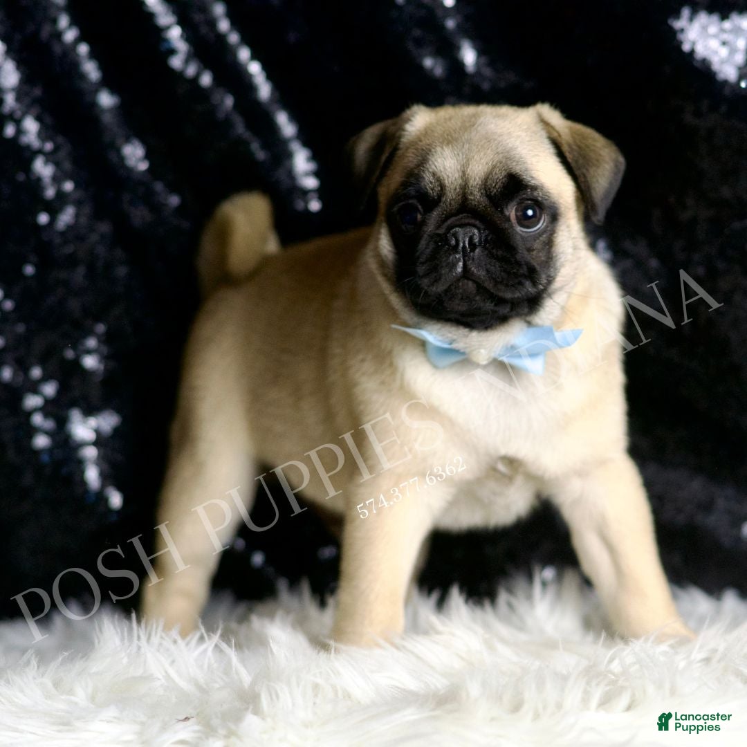 Pug dogs Rocky - Ad 2