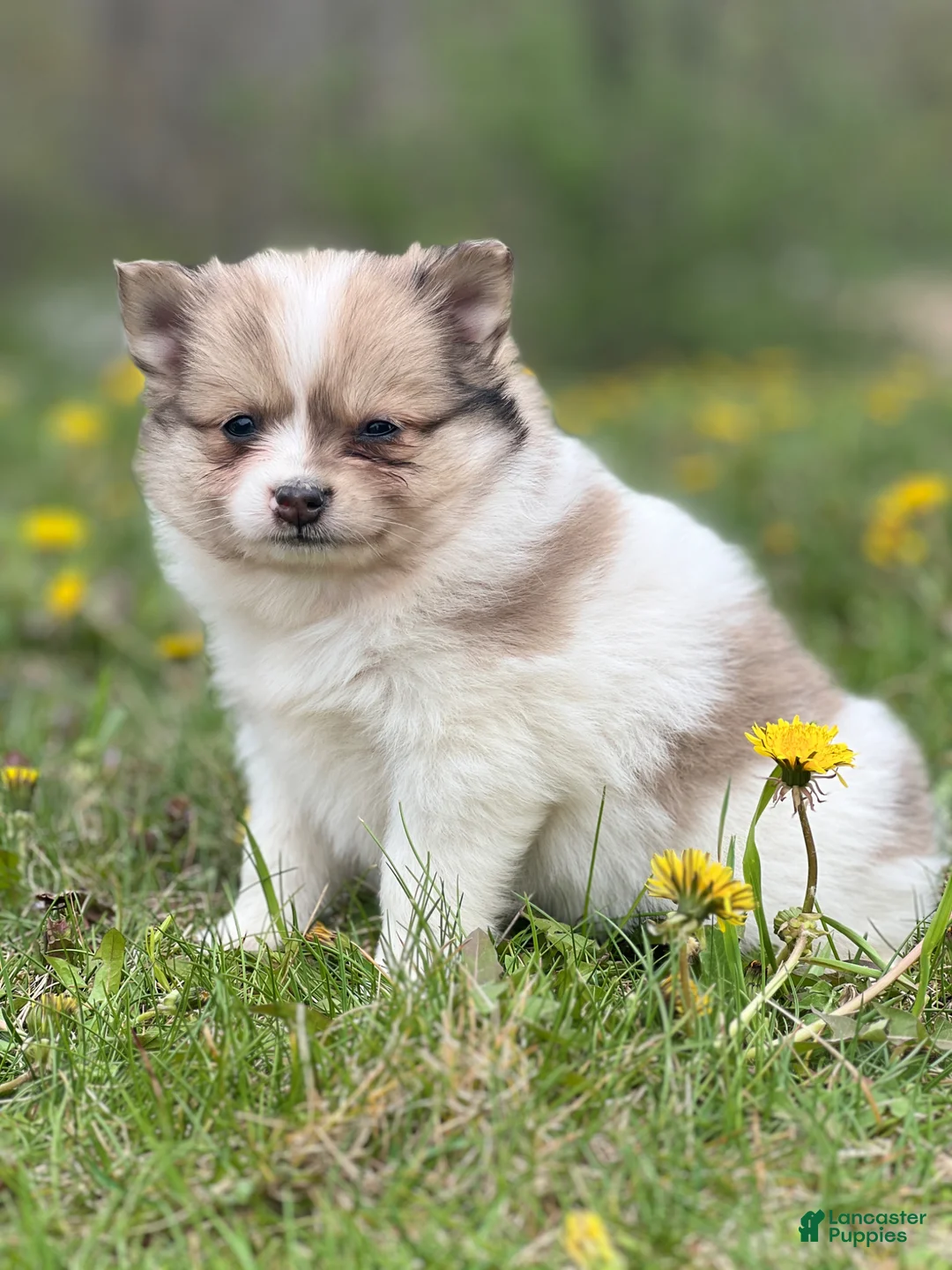 Pomeranian dogs for sale: Cruiser  - Ad 2