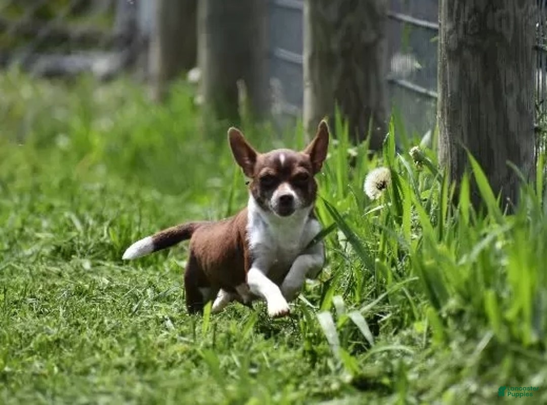 Chihuahua dogs for sale: Duke - Ad 12