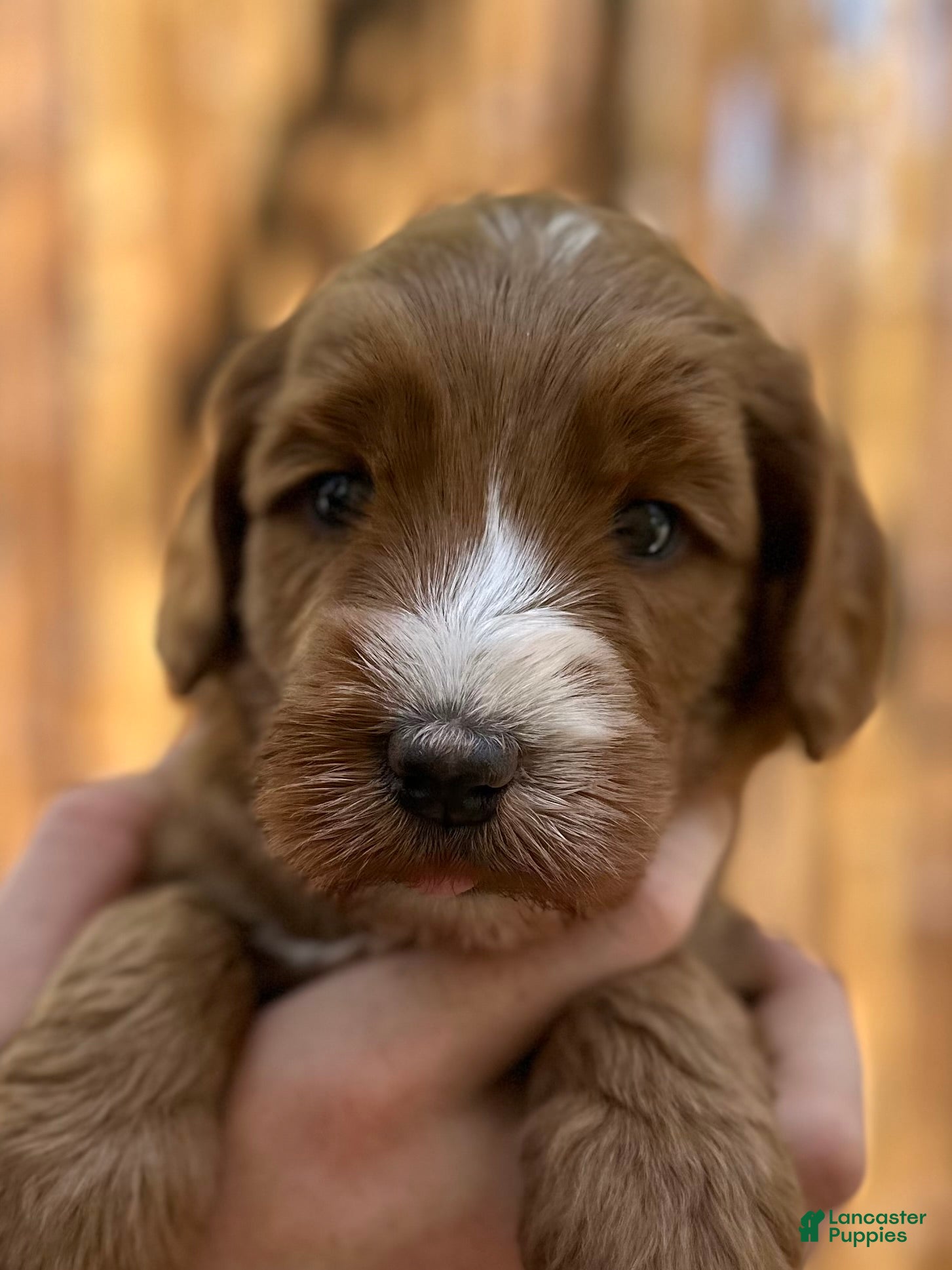 Australian Labradoodle dogs for sale: Darla - Ad 7