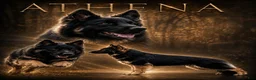 German Shepherd dogs for sale: Thor - Ad 15